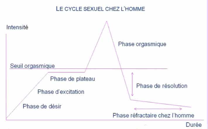 Schéma du cycle sexuel masculin montrant la période réfractaire